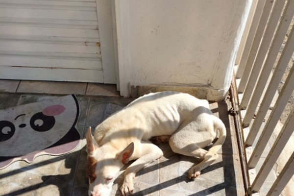 Homem é preso em flagrante após pitbull ser encontrado em estado deplorável