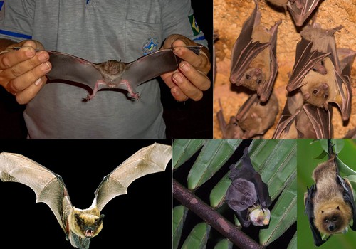Morcegos: animais de importância ambiental que precisam de atenção