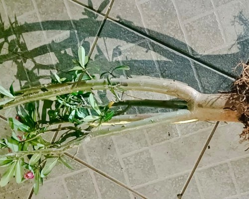 Homem furta flor-do-deserto para trocar por drogas e acaba preso em Patos de Minas