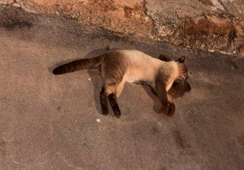 Moradores denunciam série de envenenamentos de gatos em Patos de Minas; polícia investiga