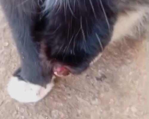 Gato tem pata amputada em Patos de Minas e tutora denuncia crueldade