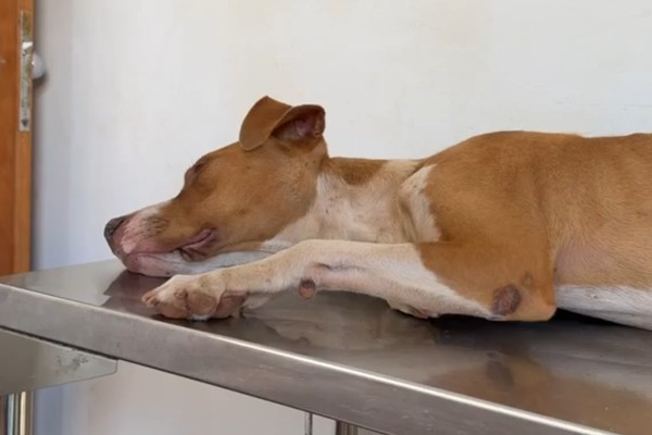 Doença viral que pode levar cães à morte acende alerta em Patos de Minas; vacina é a principal prevenção