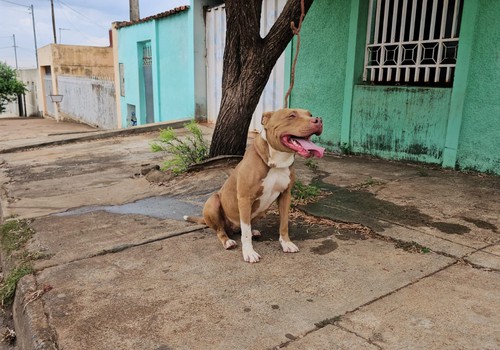 Entra em vigor lei que proíbe a procriação e a entrada de cães da raça pit bull em Minas Gerais