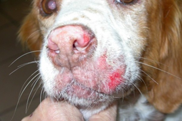 Prefeitura fará testes em animais próximos de onde vivia cadela infectada com leishmaniose visceral