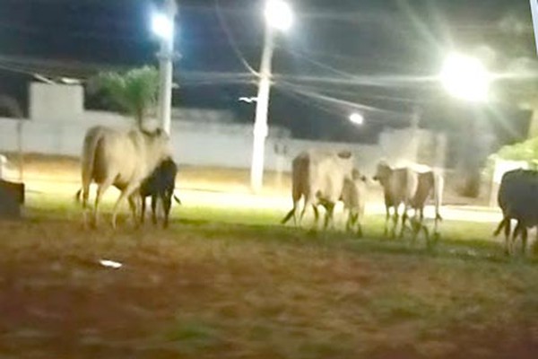 Animais de grande porte se multiplicam pelas ruas e aumentam risco de acidentes de trânsito