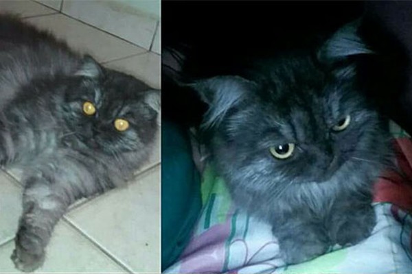 Família procura por gata persa que sumiu no Bairro Céu Azul no último domingo (24)