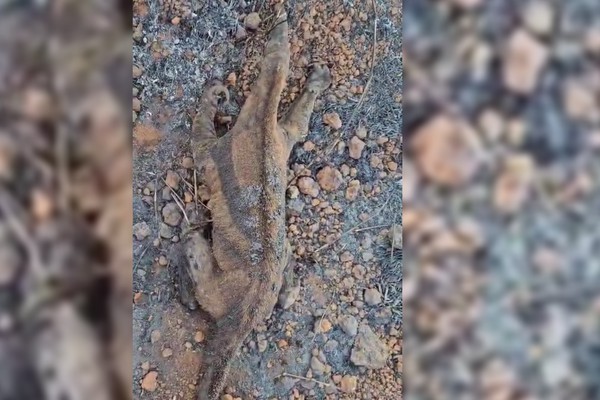 Tamanduá Bandeira é encontrado agonizando em meio a queimada que destruiu 40 hectares em Patos de Minas