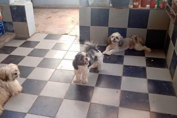 Mulher é presa por maus-tratos a cães da raça Shih Tzu em Patos de Minas
