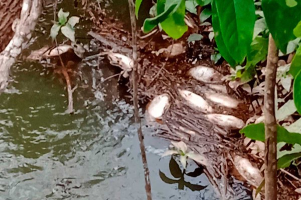 Milhares de peixes são encontrados mortos nas águas do Córrego Canavial, em Patos de Minas