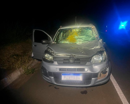 Bovinos soltos na BR 354 provocam mais um acidente e animal ferido precisa ser abatido a tiros