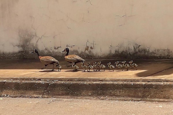 Casal de Irerê com 10 filhotes chama a atenção ao caminhar pelas ruas de Lagoa Formosa
