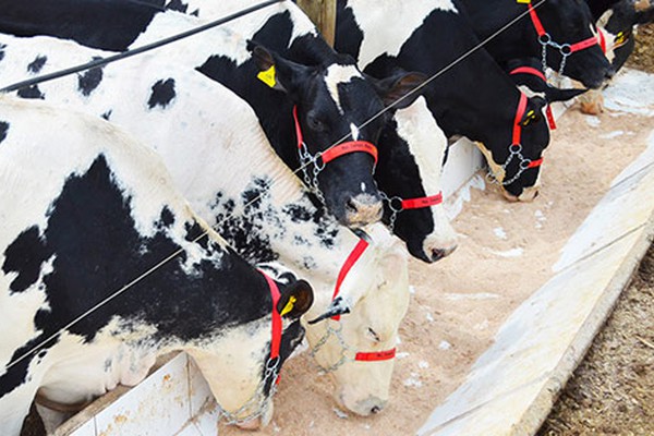 Leilão de gado leiteiro vai movimentar Parque de Exposições de Lagoa Formosa