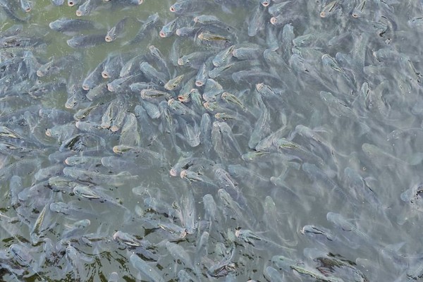 Prefeitura muda modalidade do Festival de Pesca e participantes terão que soltar os peixes