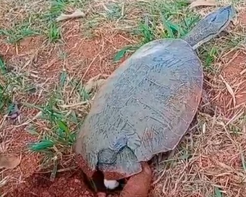 Comerciante registra cena impressionante de cágada desovando na Lagoa Grande em Patos de Minas
