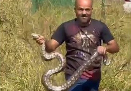 Imagens mostram destreza na captura de jiboia de grande porte em Abadia dos Dourados
