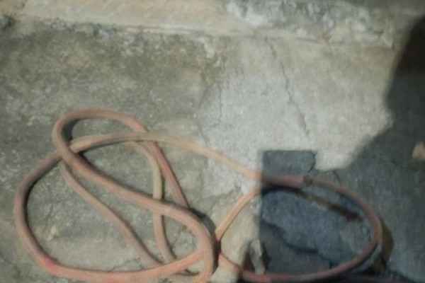 Gestante diz que foi agredida após flagrar o ex-marido praticando zoofilia com o cachorro na cama; ele foi preso e o cão morto a tiro