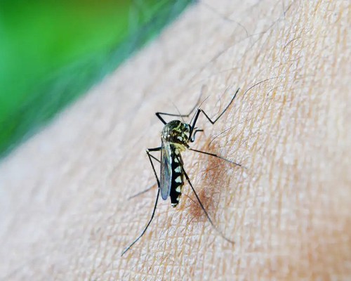 Prefeitura confirma 1ª morte por dengue em Patos de Minas; veja perfil da vítima