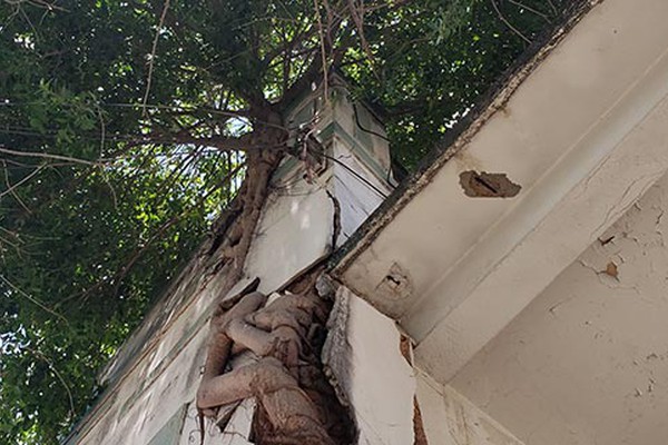 A força da natureza! Árvore cresce em paredes de residência no centro de Patos de Minas