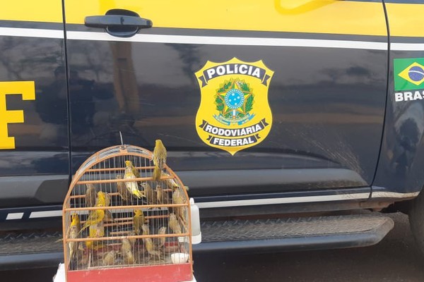 Passageiro de ônibus é flagrado pela PRF de Patos de Minas transportando 26 aves silvestres