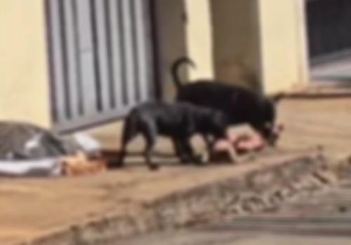 Em taque sangrento, pitbulls matam cão em Carmo do Paranaíba; imagens fortes