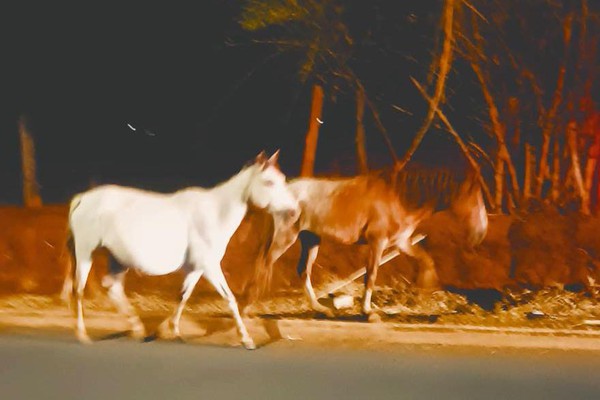 Animais soltos em via pública provocam acidente em Patos de Minas; dono não foi encontrado