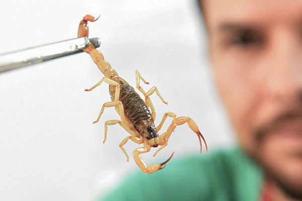 Crianças são mais vulneráveis a envenenamento por picada de escorpião