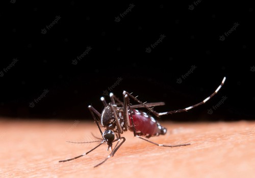 A Dengue e a falta de Educação Ambiental