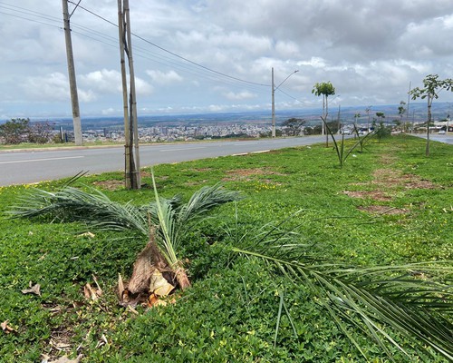 Vândalos furtam e destroem plantas de canteiros adotados por empresas na avenida Marabá