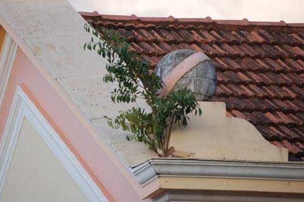 Árvores crescem no telhado do Marcolino de Barros e deixam todo mundo intrigado