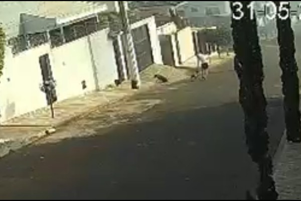 Vídeo mostra ataque de Pit Bulls que quase matou cão comunitário e revoltou moradores das Chácaras Caiçaras