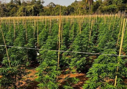 Polícia Civil indicia cinco por cultivo de enorme plantação de maconha em Coromandel