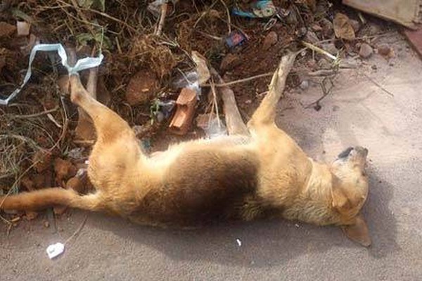 Exterminador de cães volta a atuar em Rio Paranaíba e deixa vários animais mortos
