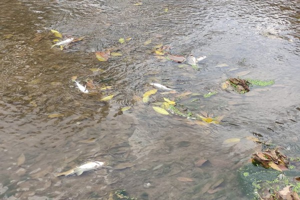 Dezenas de peixes mortos são vistos boiando nas águas do Rio Paranaíba em Patos de Minas