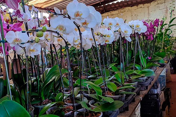 No Dia dos Namorados, Orquidário Flores do Lago oferece as mais belas orquídeas em sistema drive thru