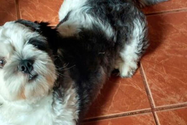Família procura por cão de estimação que desapareceu no Bairro Nossa Senhora de Fátima