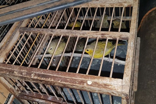 PM de Meio Ambiente encontra 35 pássaros em gaiolas e morador é multado em R$ 91 mil
