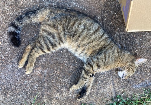 Família sofre com envenenamento em série de gatos e clama por justiça em Patos de Minas