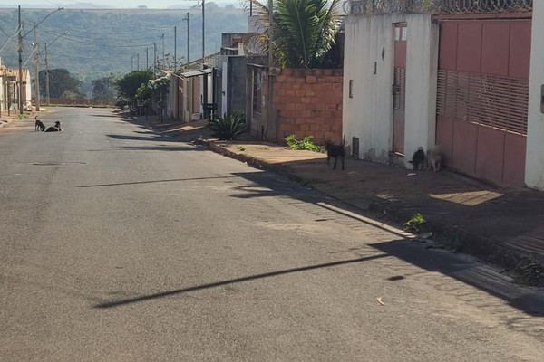 Cães soltos na rua levam perigo a moradores e transeuntes no bairro Barreiro; eles pedem providências