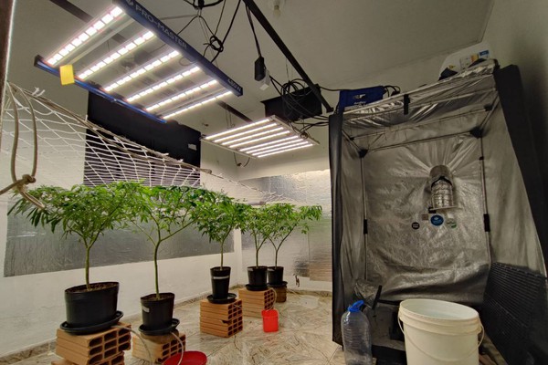 Polícia encontra estufa com plantação de maconha no bairro Planalto; moradores foram presos