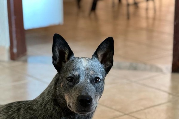 Cadela da raça Burriller furtada em Uberlândia é encontrada pela PC em Araguari