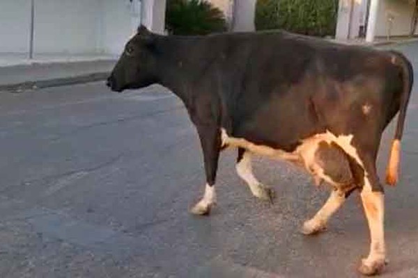 Motorista se depara com vaca leiteira caminhando tranquilamente pelo centro da cidade