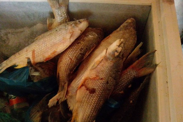 Pescador é flagrado com quase 40 quilos de peixes sem declaração de origem em Bonsucesso