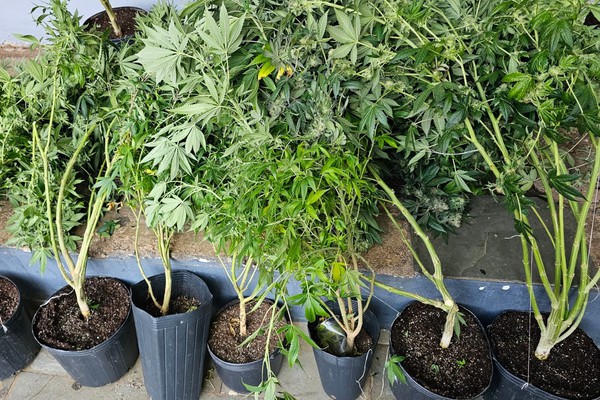 Polícia Militar encontra plantação de maconha em apartamento em plena rua Major Gote