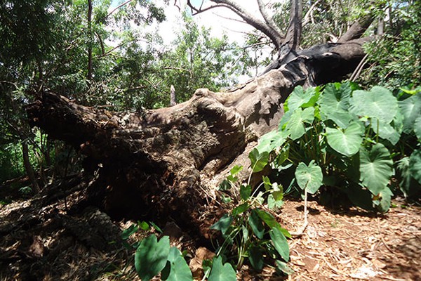 Alvo constante de vândalos, árvore centenária da “Biquinha do Caramuru” vai ao chão 