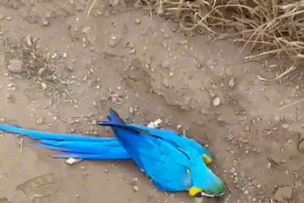 Morador resgata arara atropelada e ferida, mas encontra dificuldade para socorrer a ave