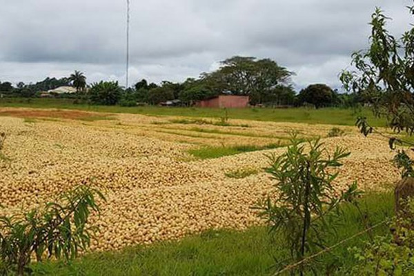 Toneladas de batatas são jogadas às margens da BR354 em São Gotardo