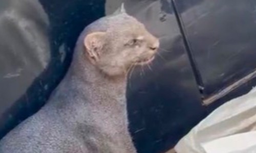 Gato-mourisco invade casa em Presidente Olegário para fugir de ataque de cães e dá trabalho à Polícia Militar