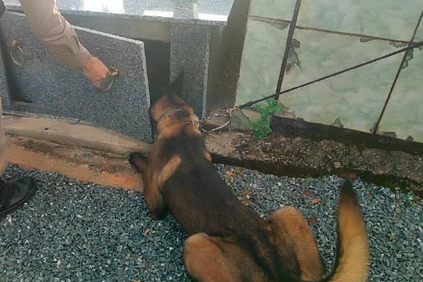 Cão farejador encontra droga escondida em túmulo e casal é preso por tráfico em Varjão de Minas