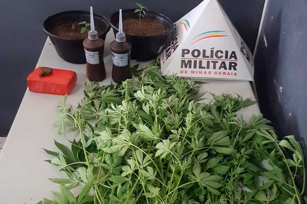 Polícia Militar encontra 14 pés de maconha sendo cultivados em quintal e homem acaba preso em Patos de Minas