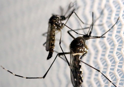Aedes aegypti: quase metade dos municípios está em alerta ou risco